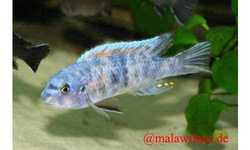 Labeotropheus trewavasae Thumbi west